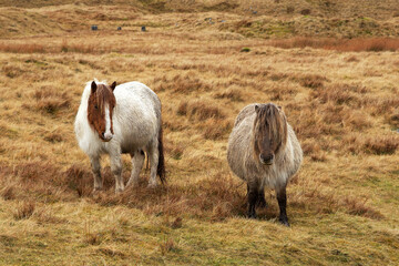 Welsh mountain pony on Brecon Beacons in Wales. The Welsh Pony and Cob is a group of four...