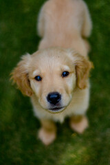 close up portrait of golden retriever puppy