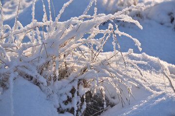 bushes, grasses and thickets covered with snow