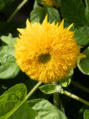 Tournesol 'Teddy Bear' nain ou Helianthus annuus à inflorescence double à capitules jaune orangé peluché, centre brun verdâtre