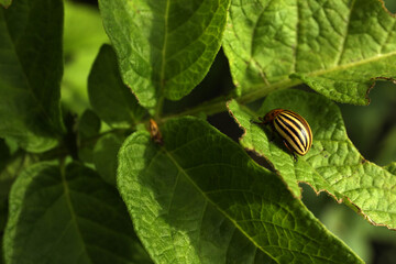 Colorado potato beetle on green plant outdoors, closeup