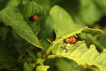 Colorado potato beetle larvae on green plant outdoors, closeup