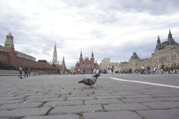 pigeon and the Kremlin (left), state museum (mid), GUM (right)