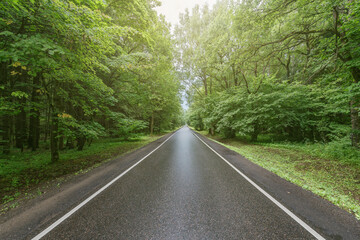 Fototapeta premium Wet asphalt road in the forest.