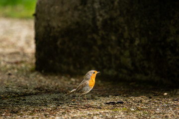 European Robin standing on the ground