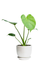 Fototapeta na wymiar Monstera deliciosa Liebm green leaf in white ceramic pot isolated on white. Monstera deliciosa tree popular ornamental house plant air purifying for home minimal design.