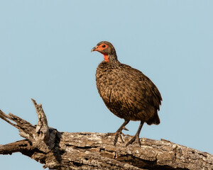 One swainson's spurfowl on a branch with a clear blue sky background