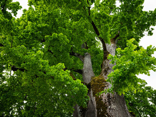 Detail of the foliage of a linden tree