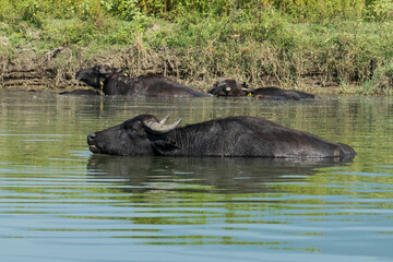 Fototapeta premium Greece, Lake Kerkini, water buffalo swimming