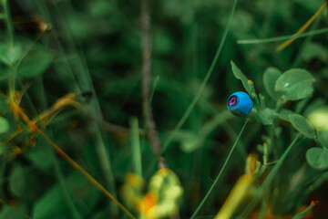 Blueberries on a bush in a wild forest