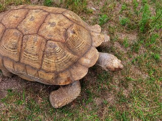 Fototapeta premium Centrochelys sulcata, african spurred tortoise closeup.