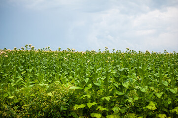 Green tobacco plantation in the field.