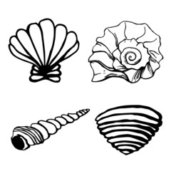 Set of vector shells and snails of different shapes and types on a white background are isolated. The collection includes: sand shell, striped venus, pagoda snail, pacific troches