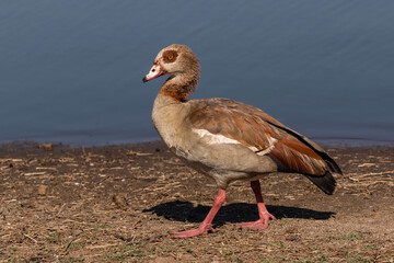 Close-up af a walking Egyptian goose