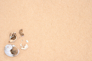 Old seashells on the sand for background.