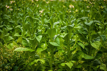 Green leaves and tobacco flower on the field