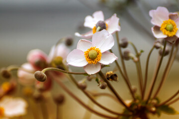 Beautiful blooming of anemones on a summer day on a blurred background.