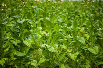 Green tobacco plantation in the field.