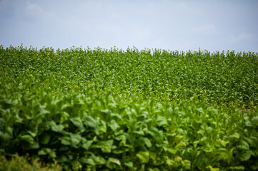Green tobacco plantation in the field.