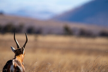 Blesbok looking over landscape
