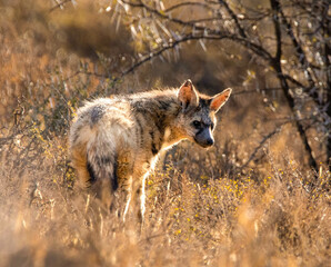 Fototapeta premium Aardwolf in Africa