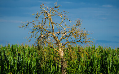 Summer landscape, withered tree at green corn field on dark blue sky background