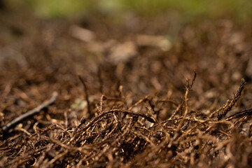 Natural background of forest soil with roots, moss and grass