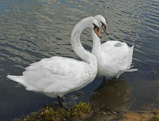 Obraz premium Mute swan (Cygnus olor). Pair of swans