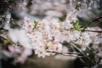 Cherry Blossoms