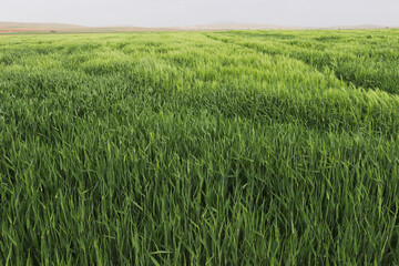 Green wheat field, cereal plants