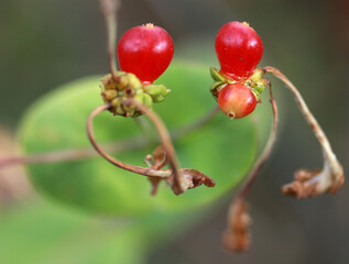 Branch of currants with red berries