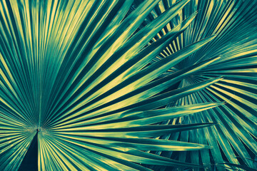 palm leaf, toned process