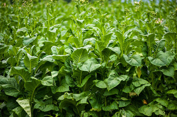 Green tobacco plantation in the field.