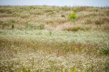 Wild fields of weeds. Various herbaceous plants
