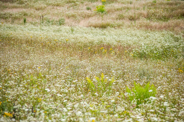 Wild fields of weeds. Various herbaceous plants