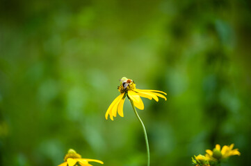 Wild fields of weeds. Various herbaceous plants