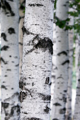Birch trunk in forest, birch bark close - up view