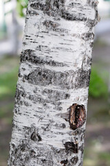 Birch trunk in forest, birch bark close - up view