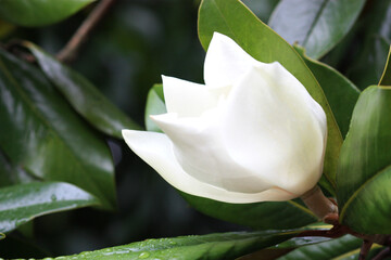 Blown beautiful magnolia flower on a tree