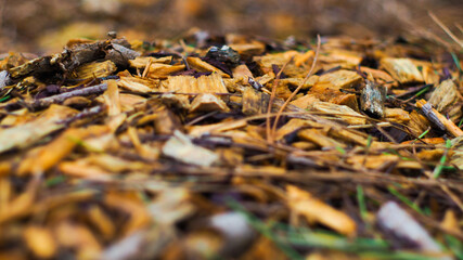 Macro de copeaux de bois, suite au passage d'une abatteuse 