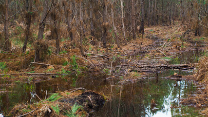 Forêt des Landes de Gascogne, en partie inondée