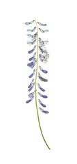 Fototapeta na wymiar Wild dried meadow flower on white background