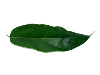 Close up leaves of the bamboo grass on white background.