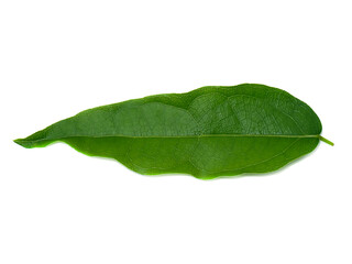 Close up leaves of the bamboo grass on white background.