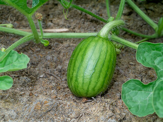 Close up young watermelon on the ground in the farm.