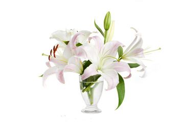 Pink lily flowers isolated on white background