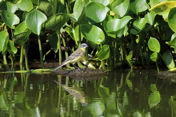 Motacilla flava. Yellow wagtail among swamp vegetation in Yamal