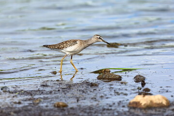 Tringa glareola. Wood Sandpiper steps into shallow water