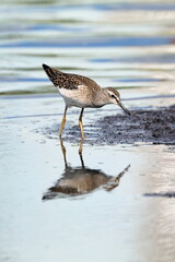Tringa glareola. Wood Sandpiper is looking for food in shallow water
