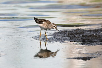 Tringa glareola. Wood Sandpiper on a summer day in search of food